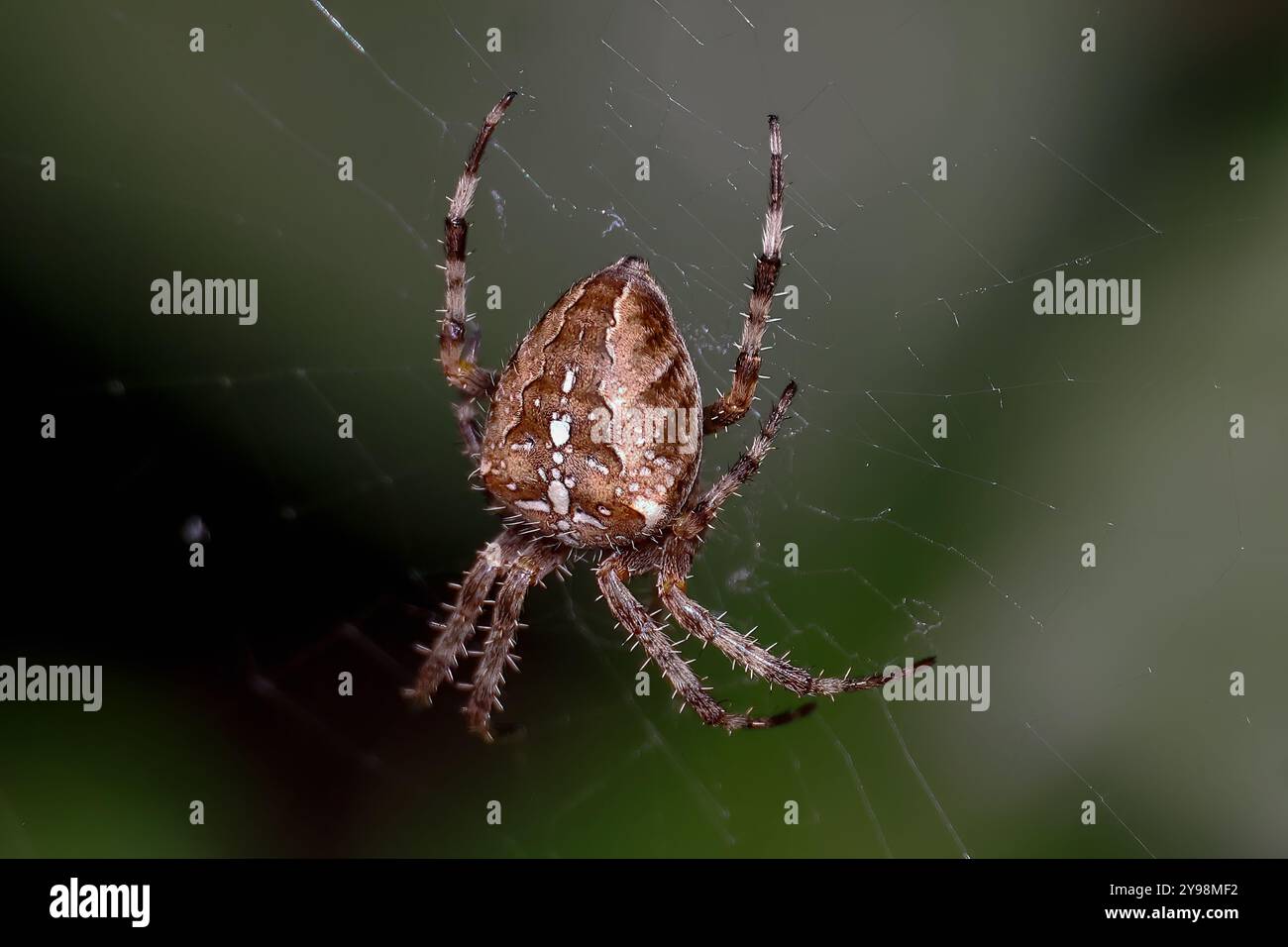 Woodvale Cemetery, Brighton, East Sussex, Regno Unito. Garden Spider o Cross Orbweaver (Araneus diadematus). 8 agosto 2024. David Smith/Alamy Foto Stock