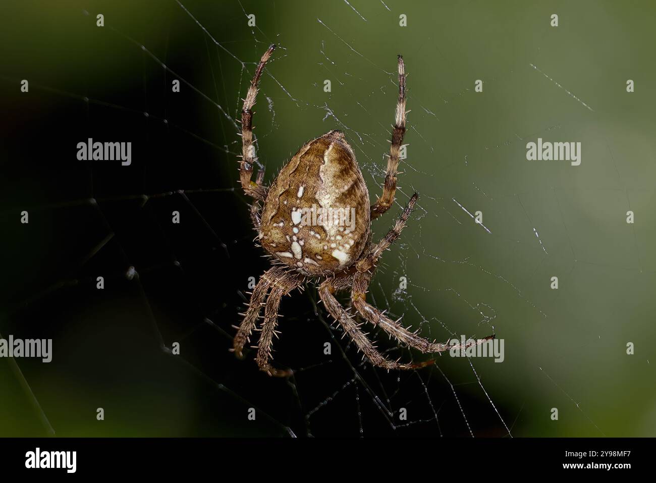 Woodvale Cemetery, Brighton, East Sussex, Regno Unito. Garden Spider o Cross Orbweaver (Araneus diadematus). 8 agosto 2024. David Smith/Alamy Foto Stock