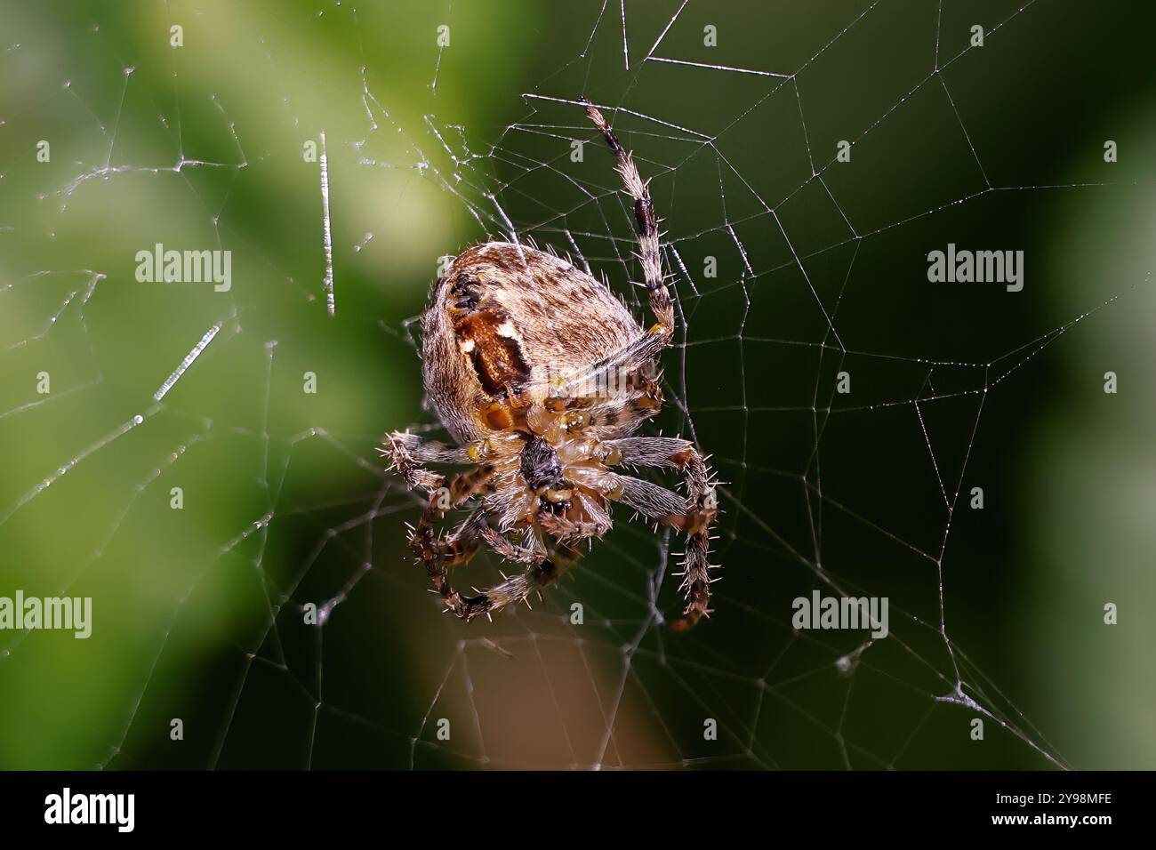 Woodvale Cemetery, Brighton, East Sussex, Regno Unito. Garden Spider o Cross Orbweaver (Araneus diadematus). 8 agosto 2024. David Smith/Alamy Foto Stock