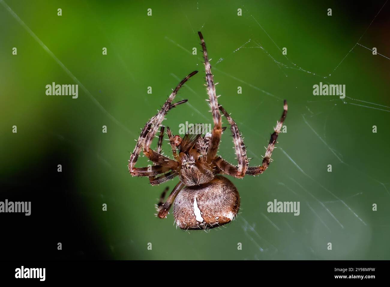 Woodvale Cemetery, Brighton, East Sussex, Regno Unito. Garden Spider o Cross Orbweaver (Araneus diadematus). 8 agosto 2024. David Smith/Alamy Foto Stock