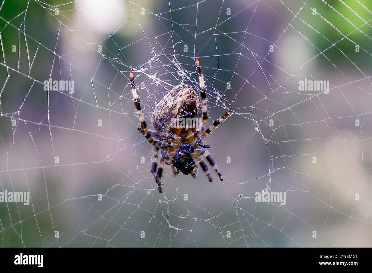 Woodvale Cemetery, Brighton, East Sussex, Regno Unito. Garden Spider o Cross Orbweaver (Araneus diadematus). 8 agosto 2024. David Smith/Alamy Foto Stock