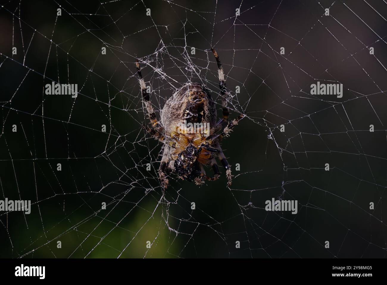 Woodvale Cemetery, Brighton, East Sussex, Regno Unito. Garden Spider o Cross Orbweaver (Araneus diadematus). 8 agosto 2024. David Smith/Alamy Foto Stock