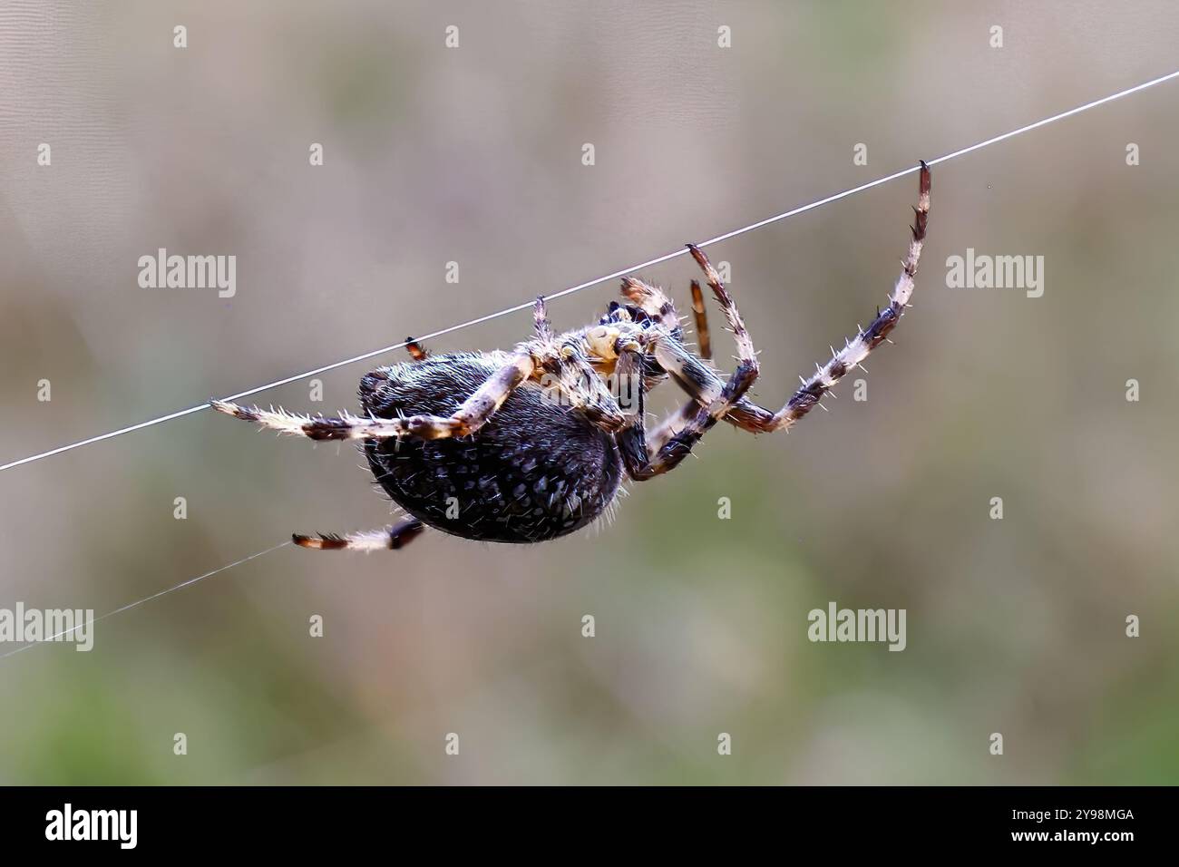 Woodvale Cemetery, Brighton, East Sussex, Regno Unito. Garden Spider o Cross Orbweaver (Araneus diadematus). 8 agosto 2024. David Smith/Alamy Foto Stock