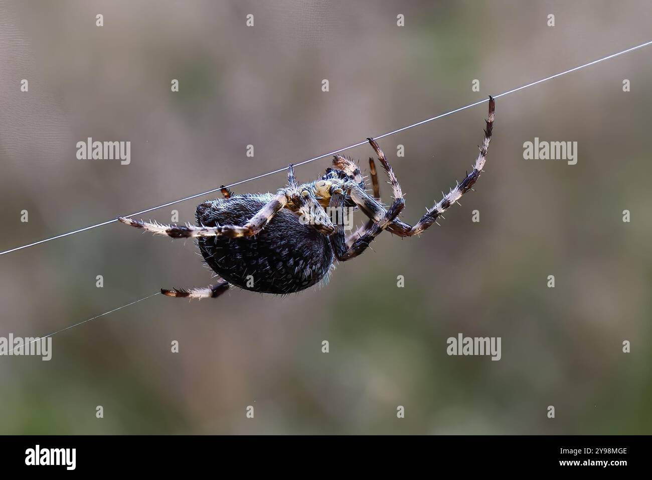 Woodvale Cemetery, Brighton, East Sussex, Regno Unito. Garden Spider o Cross Orbweaver (Araneus diadematus). 8 agosto 2024. David Smith/Alamy Foto Stock