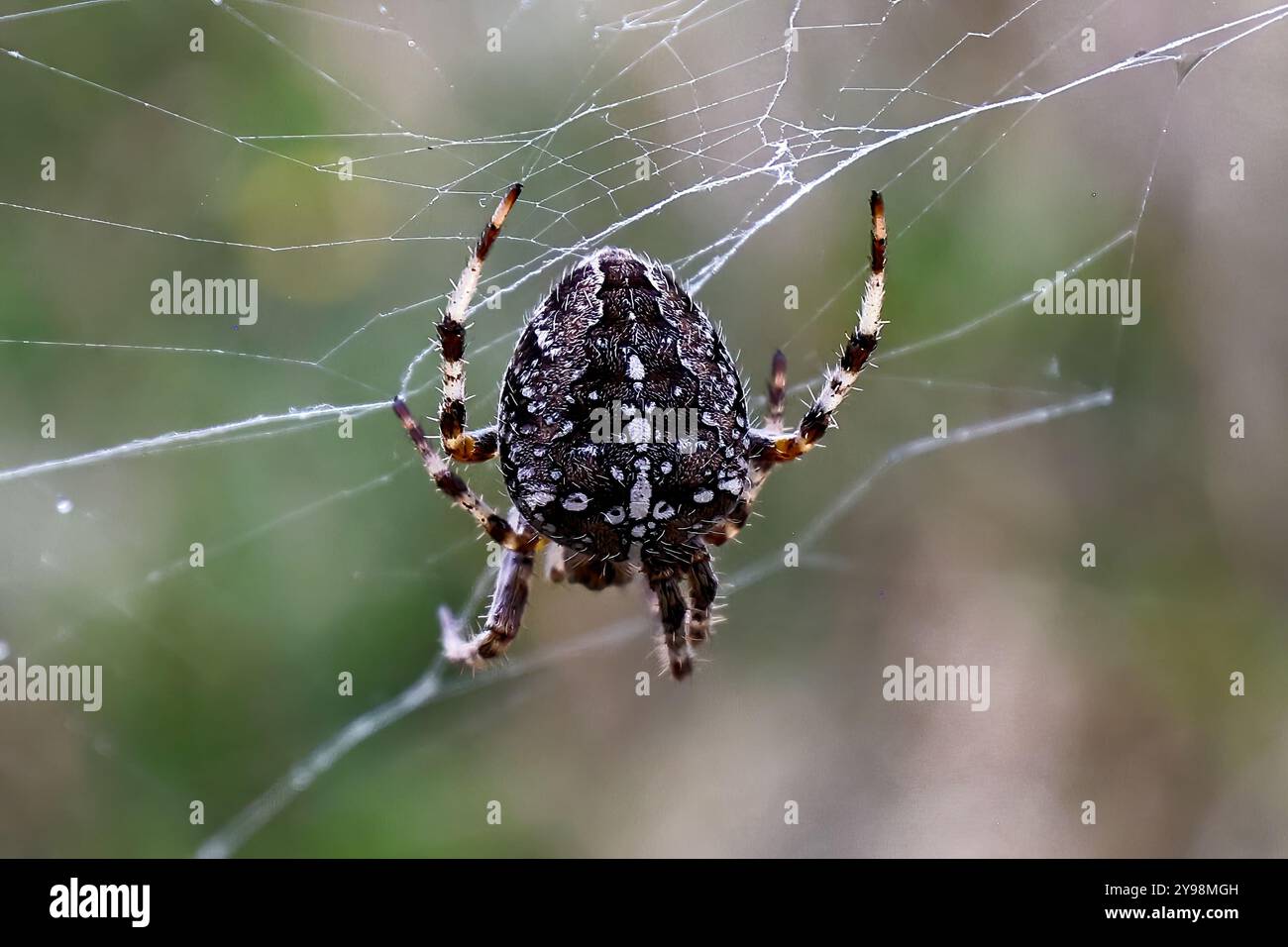Woodvale Cemetery, Brighton, East Sussex, Regno Unito. Garden Spider o Cross Orbweaver (Araneus diadematus). 8 agosto 2024. David Smith/Alamy Foto Stock