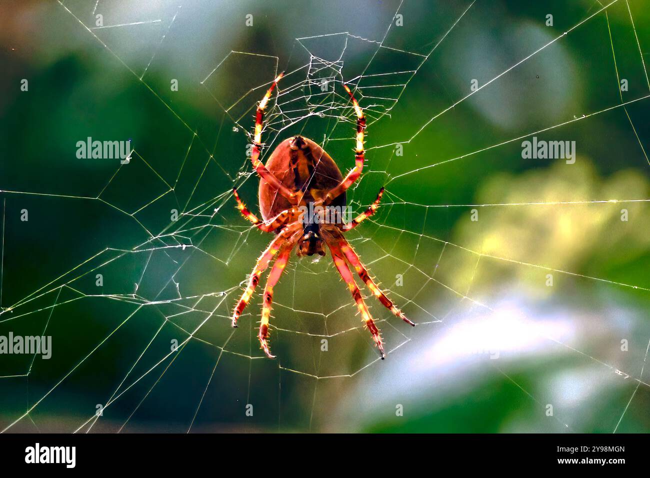 Woodvale Cemetery, Brighton, East Sussex, Regno Unito. Garden Spider o Cross Orbweaver (Araneus diadematus). 8 agosto 2024. David Smith/Alamy Foto Stock