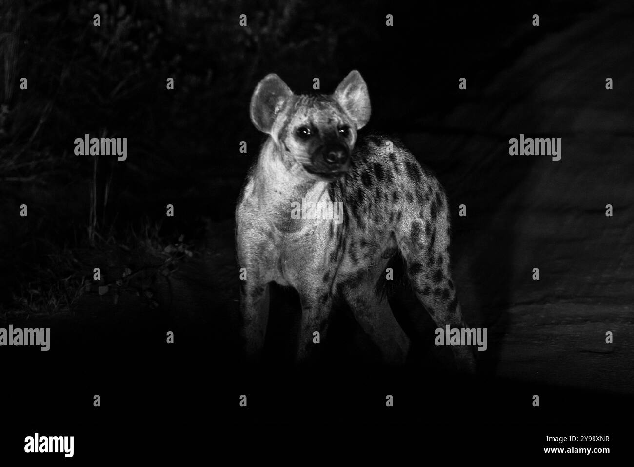 Una iena nel Parco Nazionale di Murchison Falls in Uganda Foto Stock