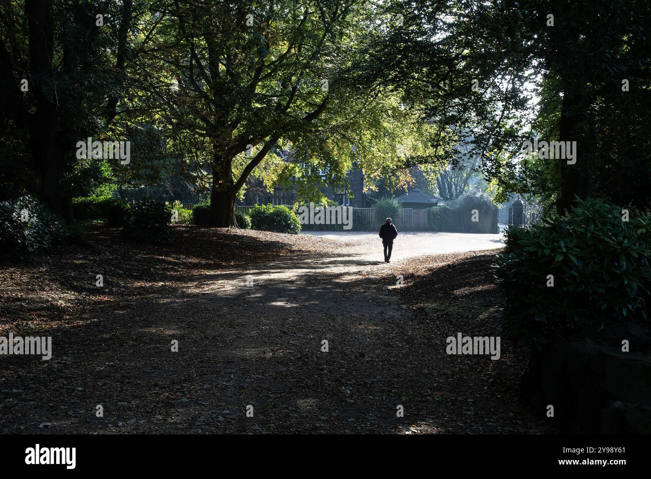 Un uomo solitario che cammina in un parco di campagna sotto un baldacchino di alberi e la luce del sole soffocata durante l'inizio dell'autunno in Inghilterra Foto Stock