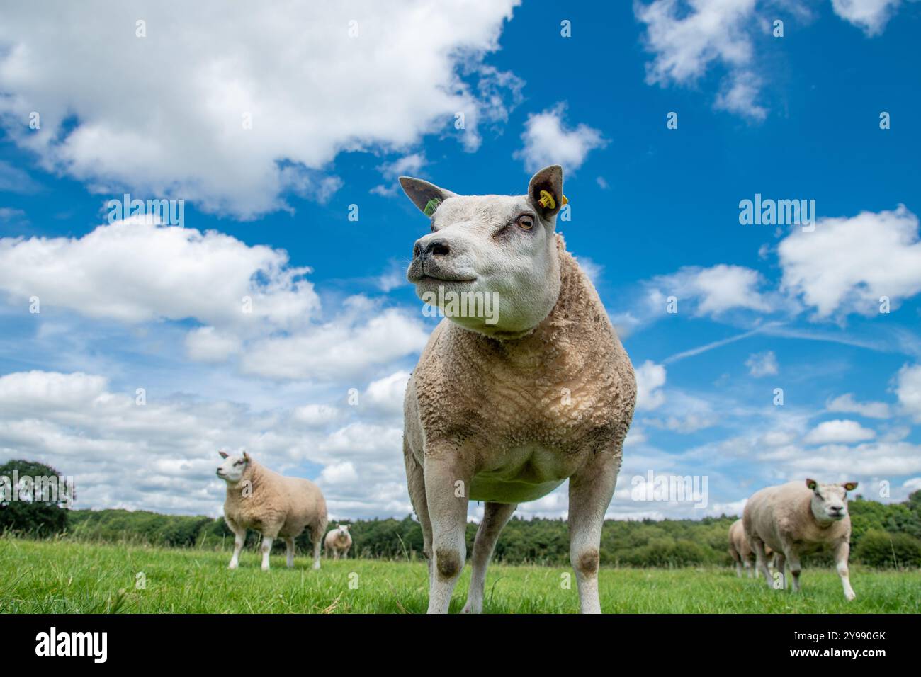 Pecore Beltex in un campo, Shopshire, Regno Unito Foto Stock