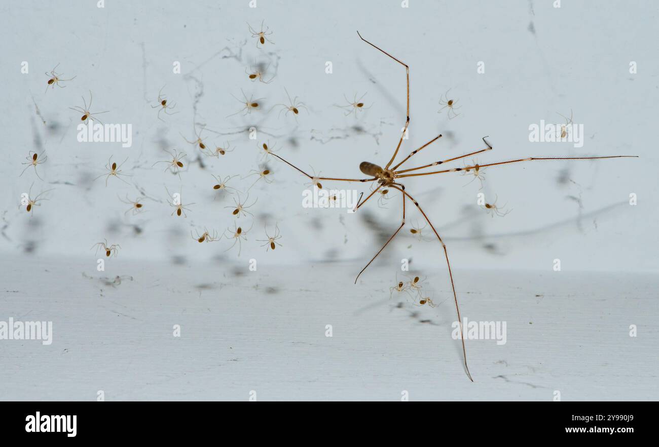 Primo piano di un ragno a gambe lunghe di papà con spiderli, Chipping, Preston, Lancashire, Regno Unito Foto Stock