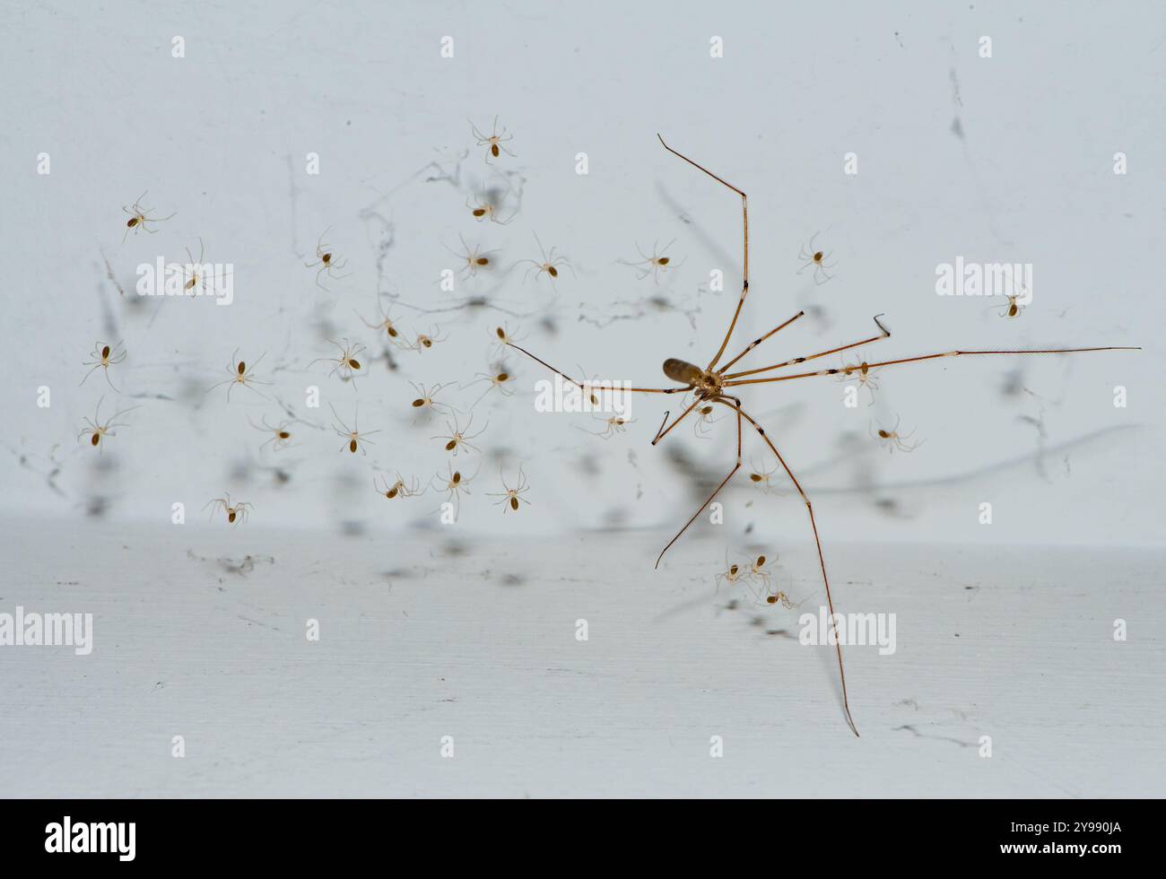 Primo piano di un ragno a gambe lunghe di papà con spiderli, Chipping, Preston, Lancashire, Regno Unito Foto Stock