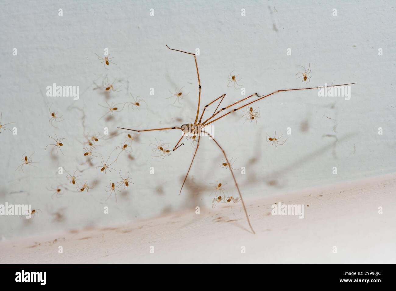 Primo piano di un ragno a gambe lunghe di papà con spiderli, Chipping, Preston, Lancashire, Regno Unito Foto Stock