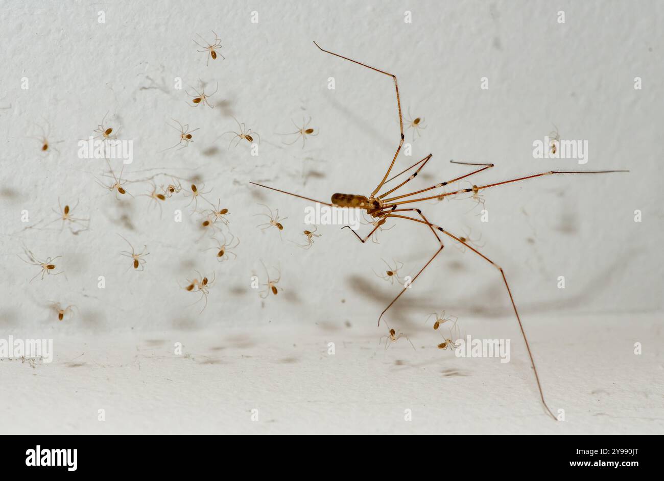Primo piano di un ragno a gambe lunghe di papà con spiderli, Chipping, Preston, Lancashire, Regno Unito Foto Stock