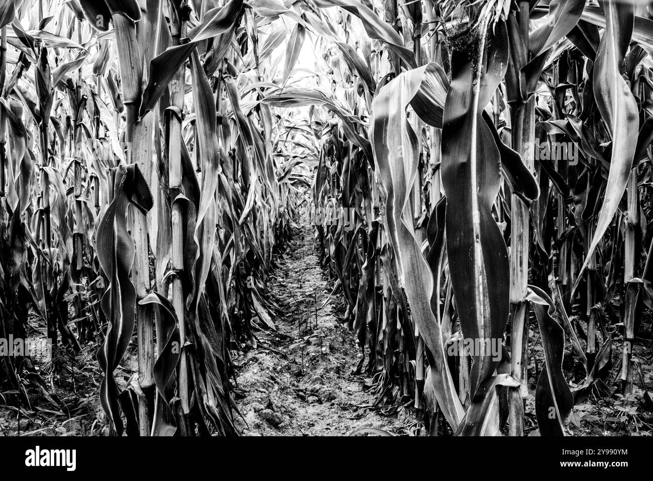 fotografia in bianco e nero di un campo di grano maturo Foto Stock