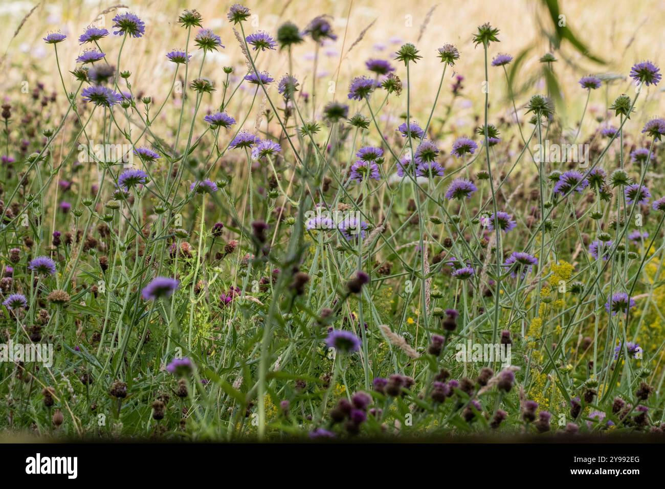 Field Scabious , Common Knapweed e Lady's Bedstraw in una profusione di viola e giallo in un prato di fiori selvatici . Suffolk Regno Unito Foto Stock