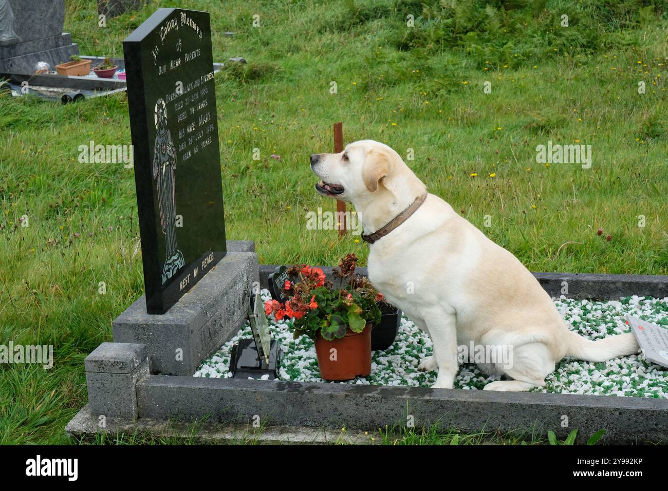 PET Labrador cane che manca un amico leale Foto Stock