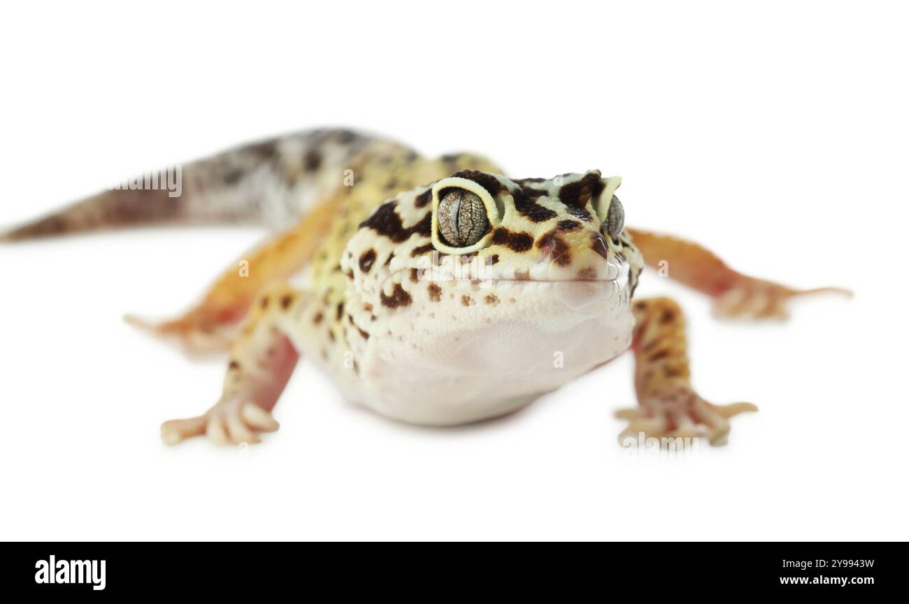 Un bellissimo geco isolato su bianco, vista macro. Animale esotico Foto Stock