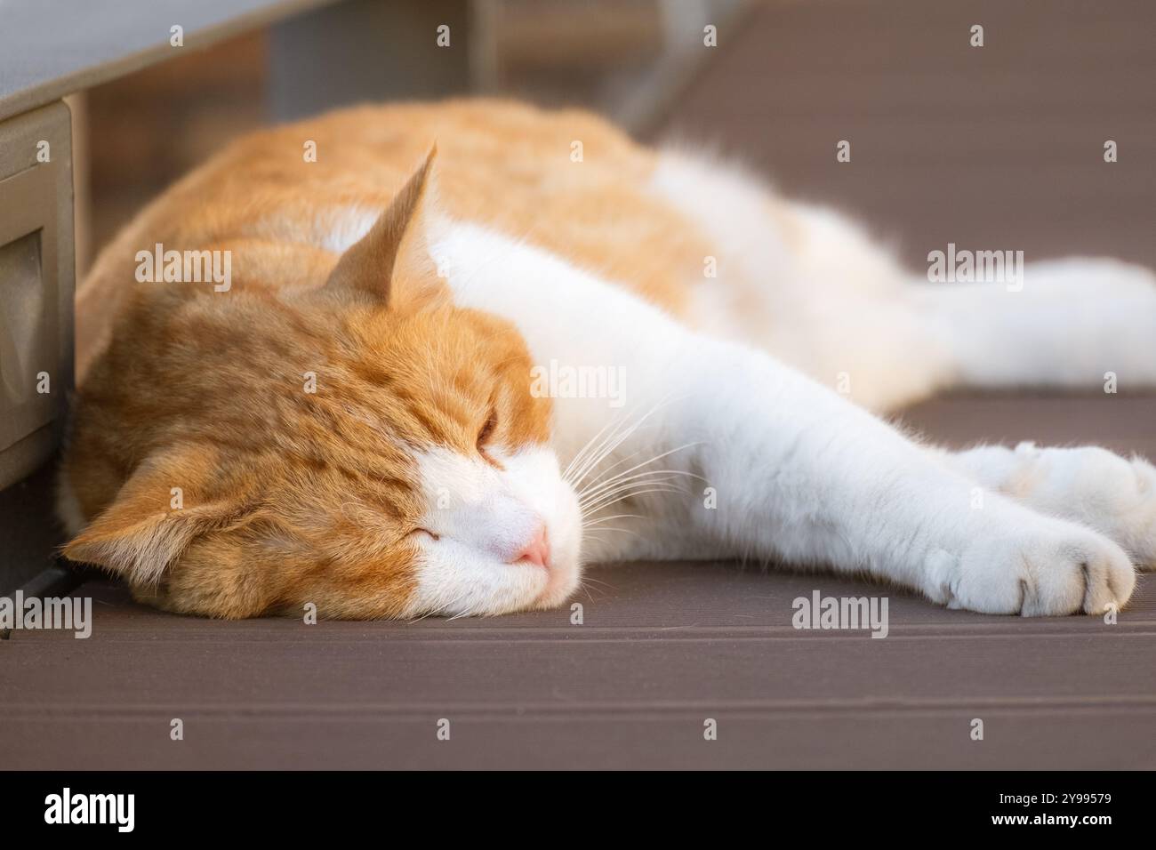 Gatto bianco e zenzero che dorme per terra Foto Stock