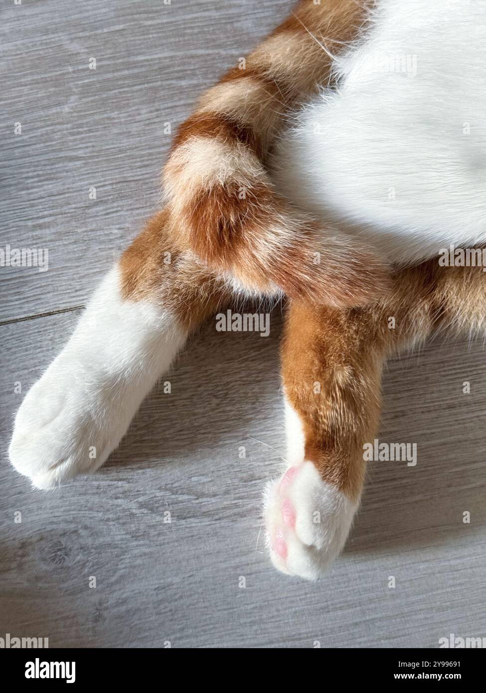 Primo piano delle gambe posteriori e della coda del gatto. Un gatto arancione e bianco giace sul suo lato. Primo piano. Foto Stock