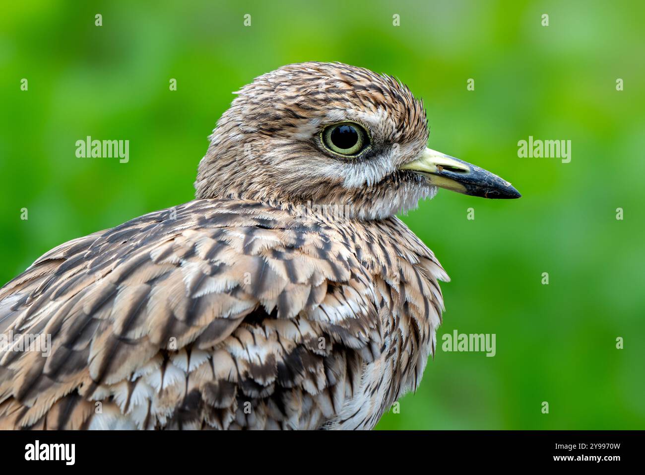 Ritratto ravvicinato del cuoio di pietra eurasiatico/ginocchio spesso eurasiatico (Burhinus oedicnemus) Foto Stock