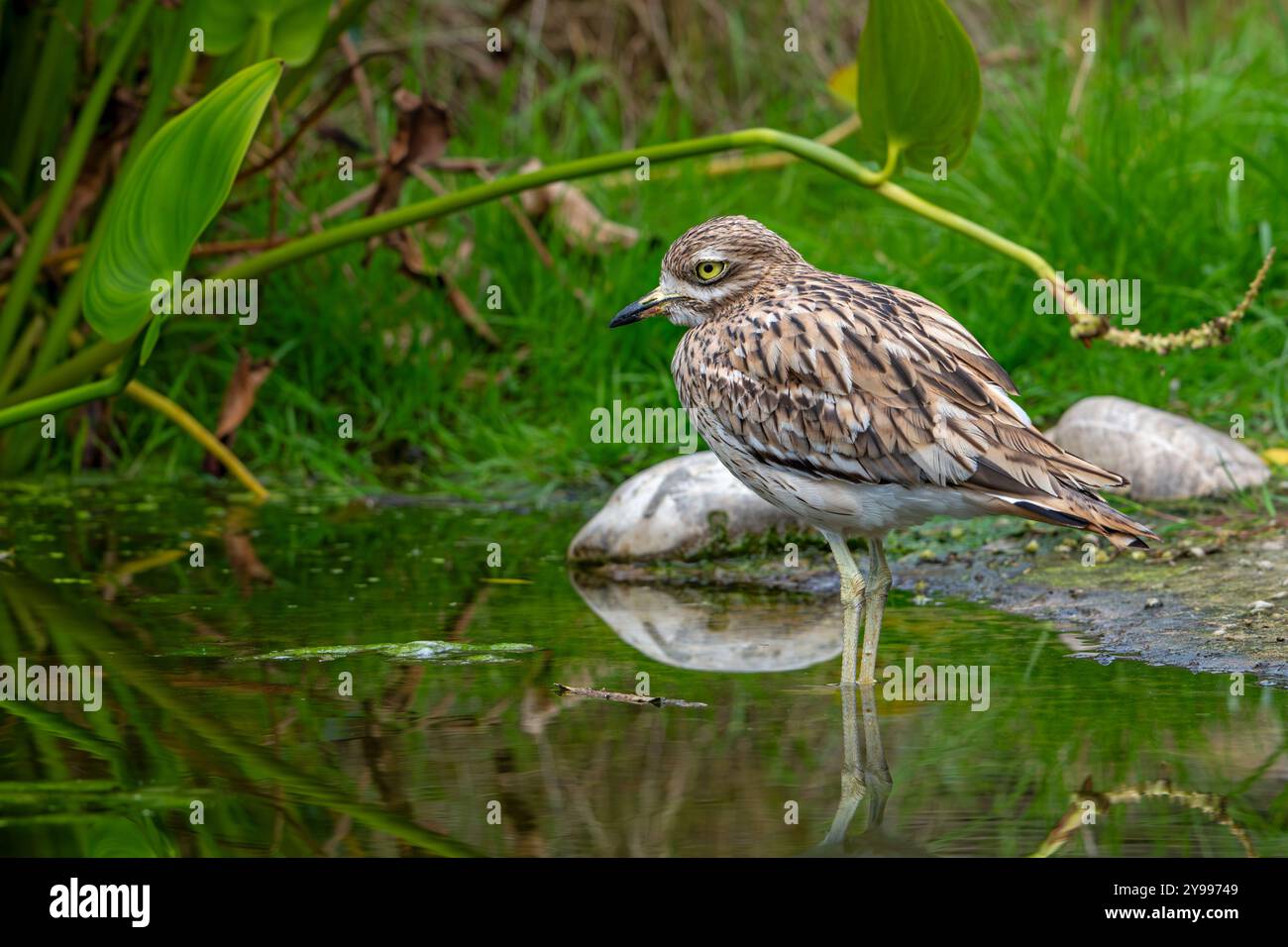 Foraggiamento eurasiatico in pietra/ginocchio spesso eurasiatico (Burhinus oedicnemus) in acque poco profonde dello stagno in autunno/autunno Foto Stock