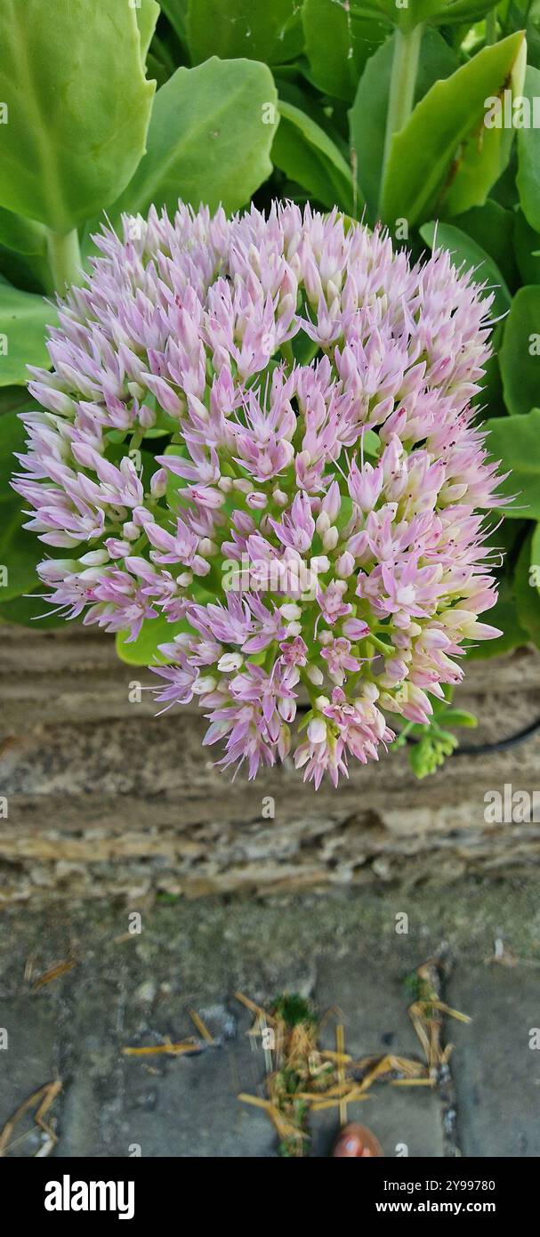 Fiore di colore viola chiaro composto da molti piccoli fiori Foto Stock