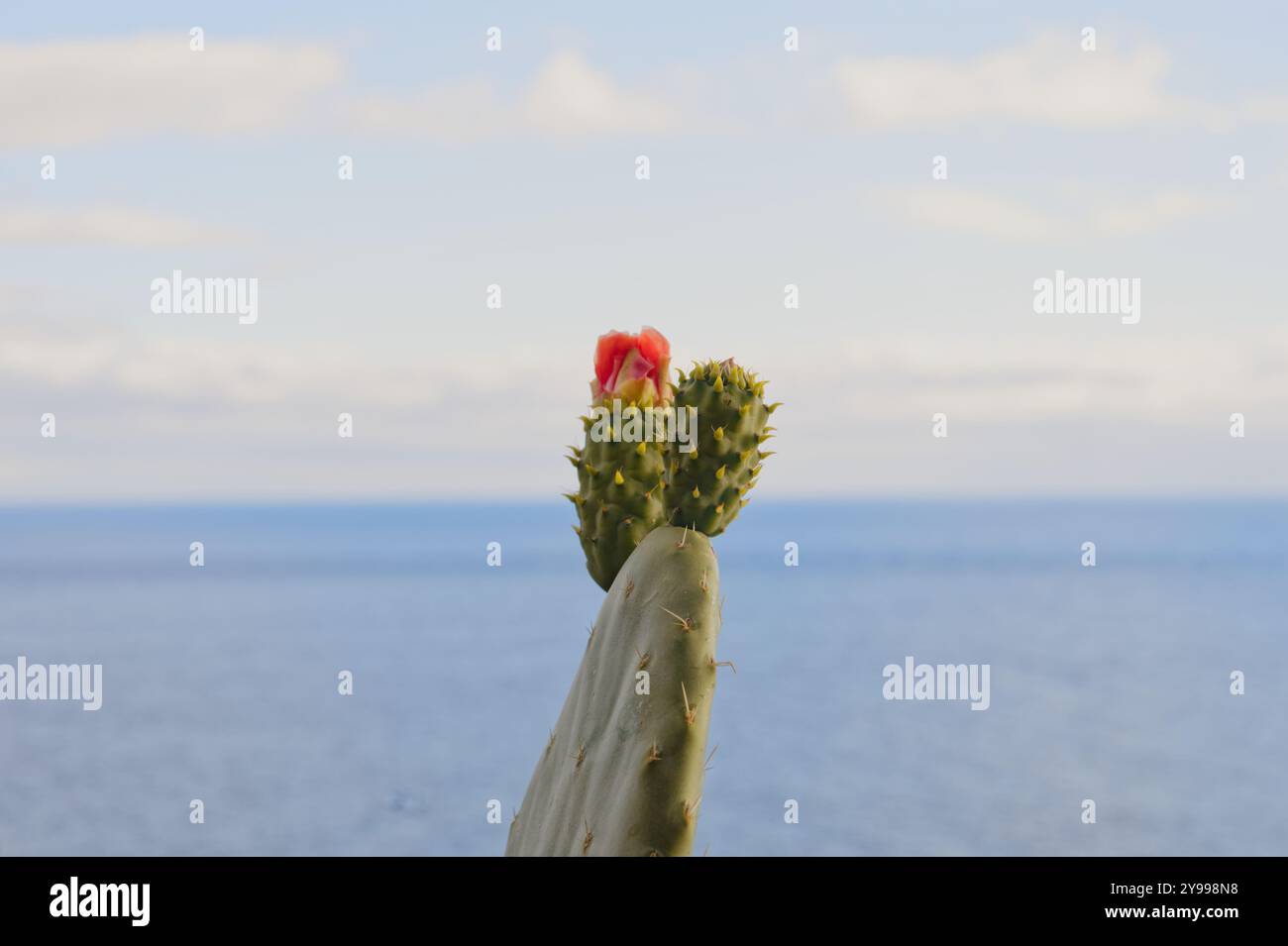 Il bocciolo di Cactus fiorisce sullo sfondo blu calmo dell'oceano atlantico a Madeira Foto Stock