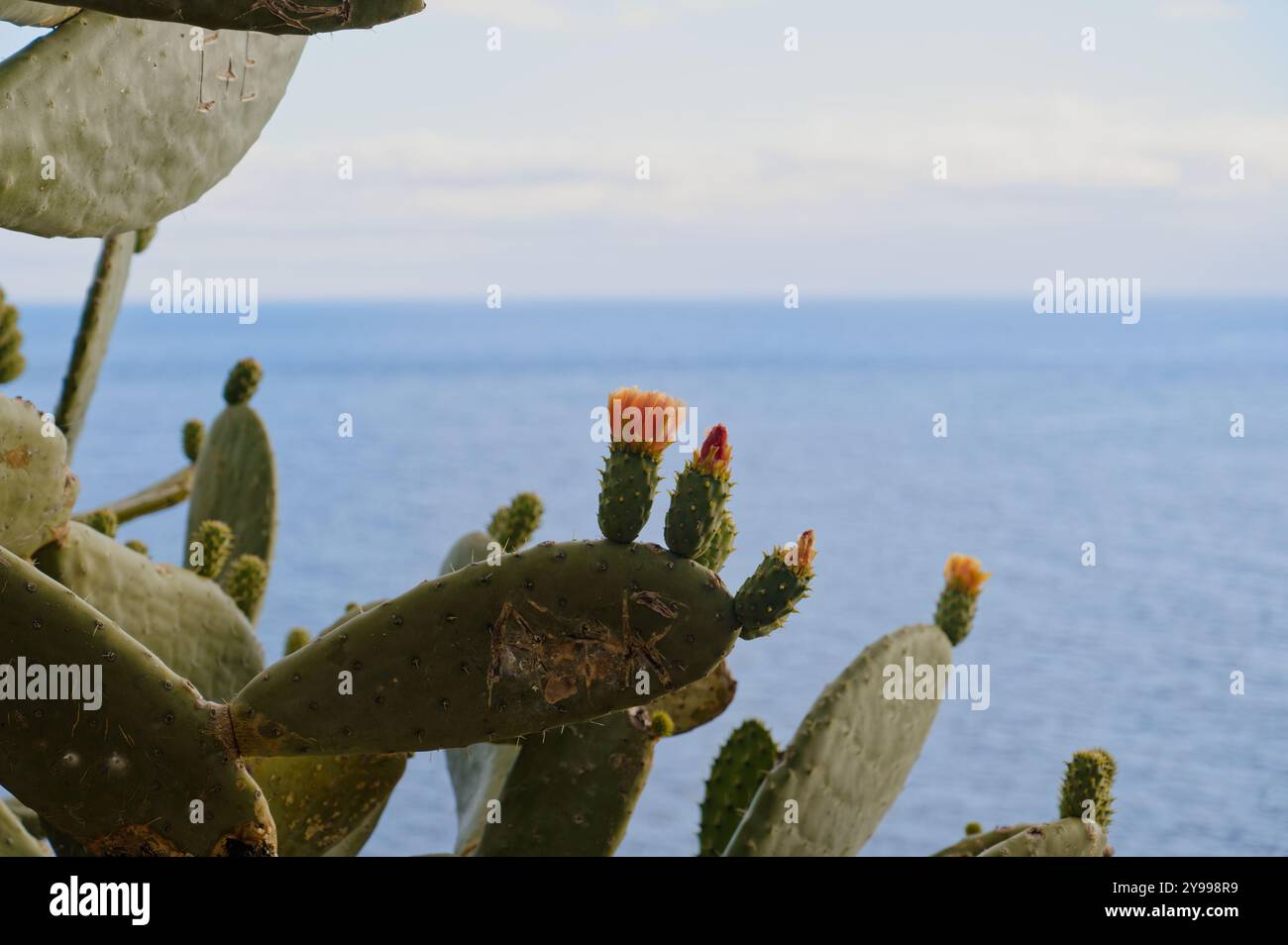 I vivaci fiori di cactus fioriscono sullo sfondo dell'oceano atlantico sulla costa frastagliata di Madeira Foto Stock