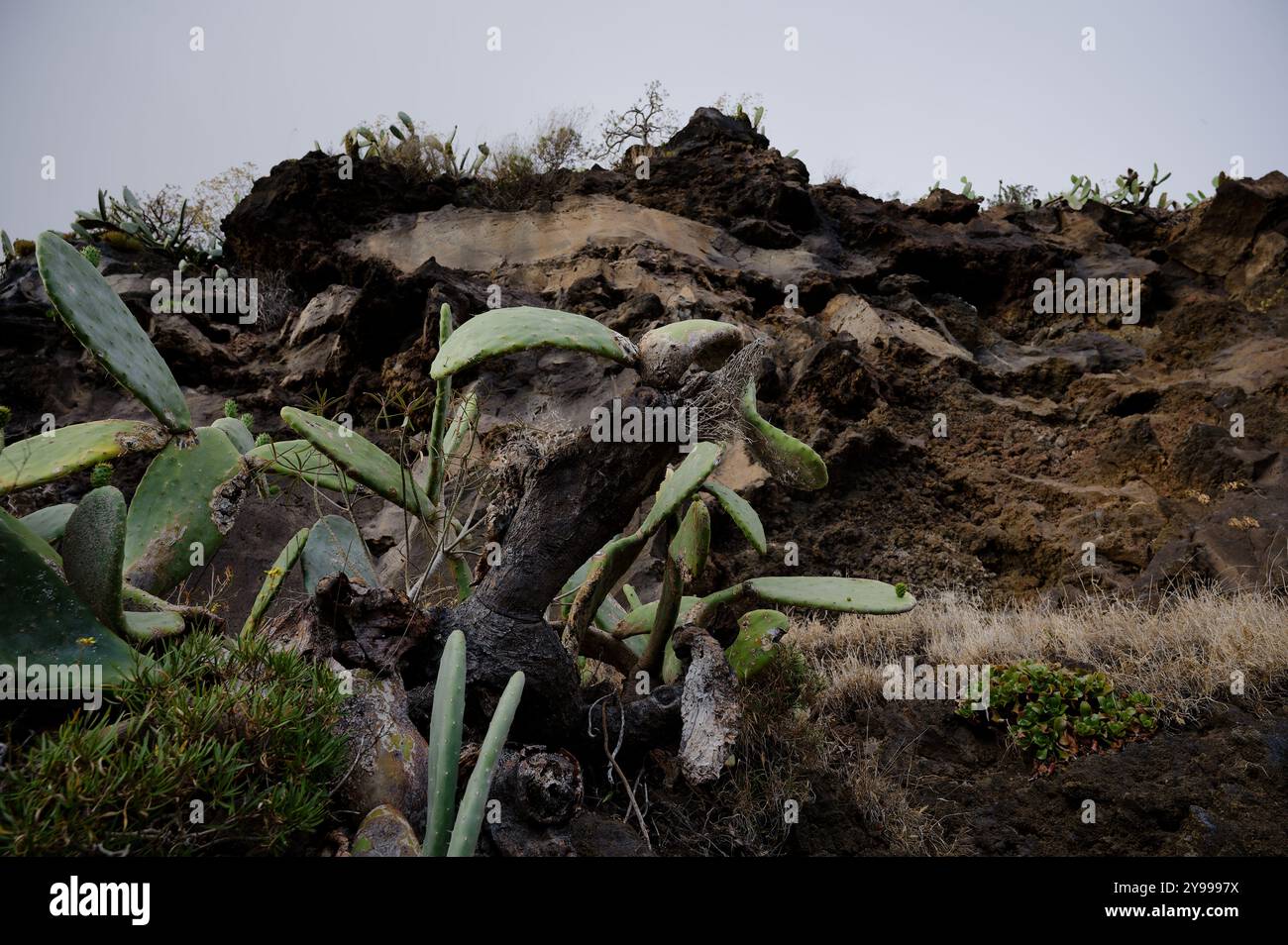 I cactus si aggrappano all'aspro terreno roccioso di una scogliera a madeira, mostrando la resilienza e la bellezza naturale dell'isola Foto Stock