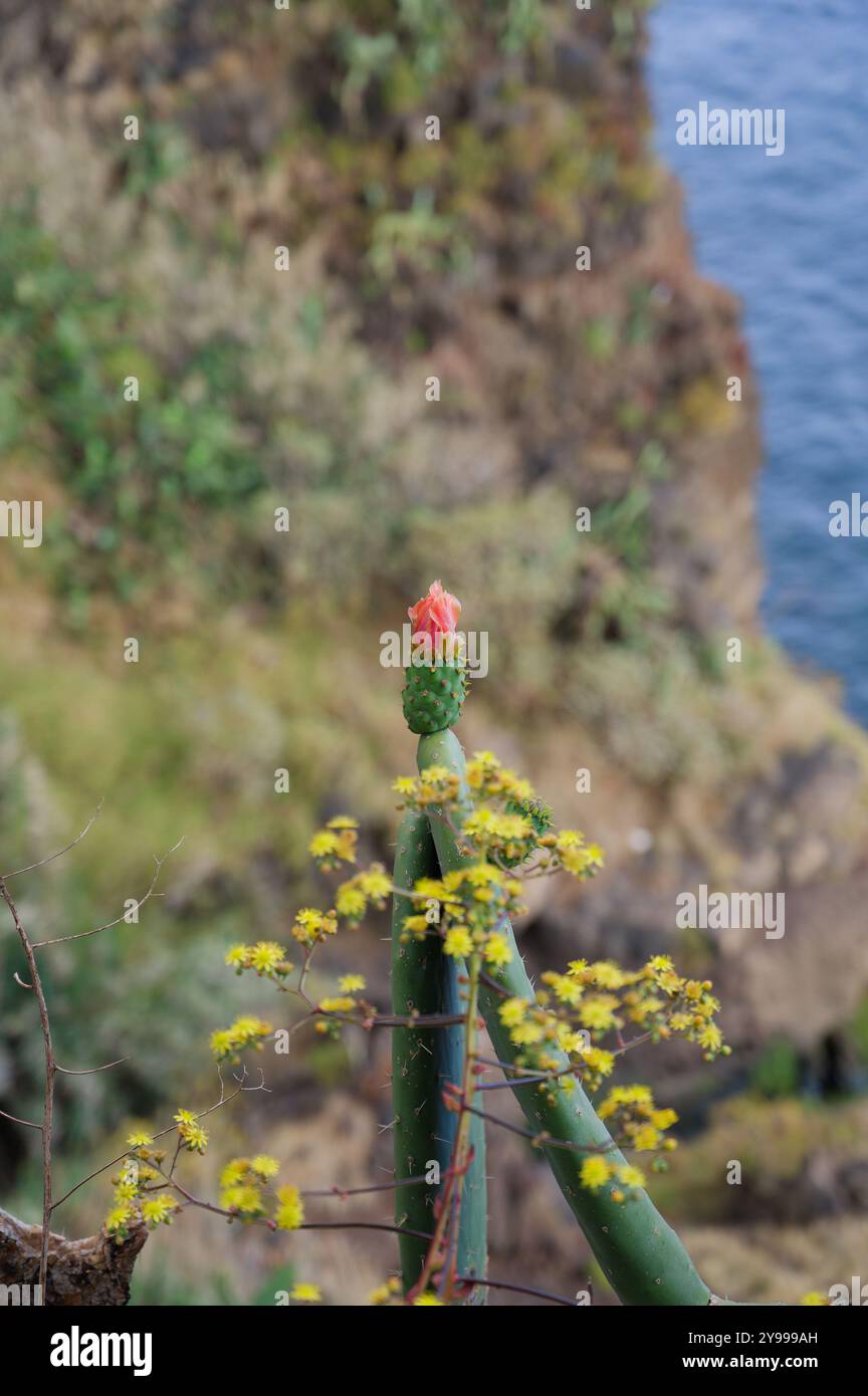 Il fiore di Cactus fiorisce sul bordo di una scogliera a Madeira, affacciato sull'oceano Foto Stock