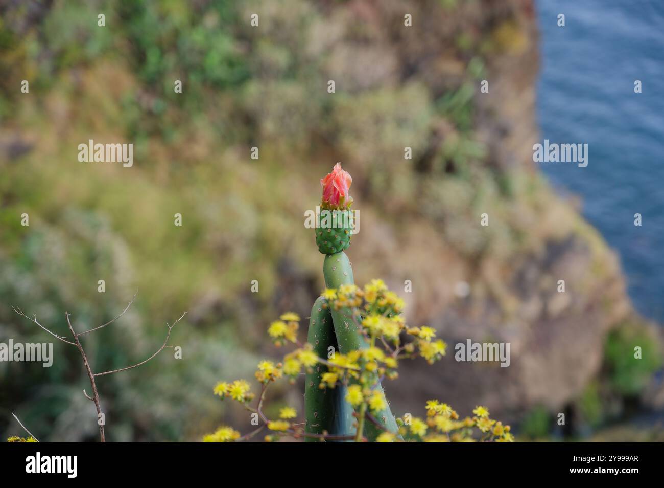 Il fiore di Cactus fiorisce sul bordo di una scogliera a Madeira, affacciato sull'oceano Foto Stock