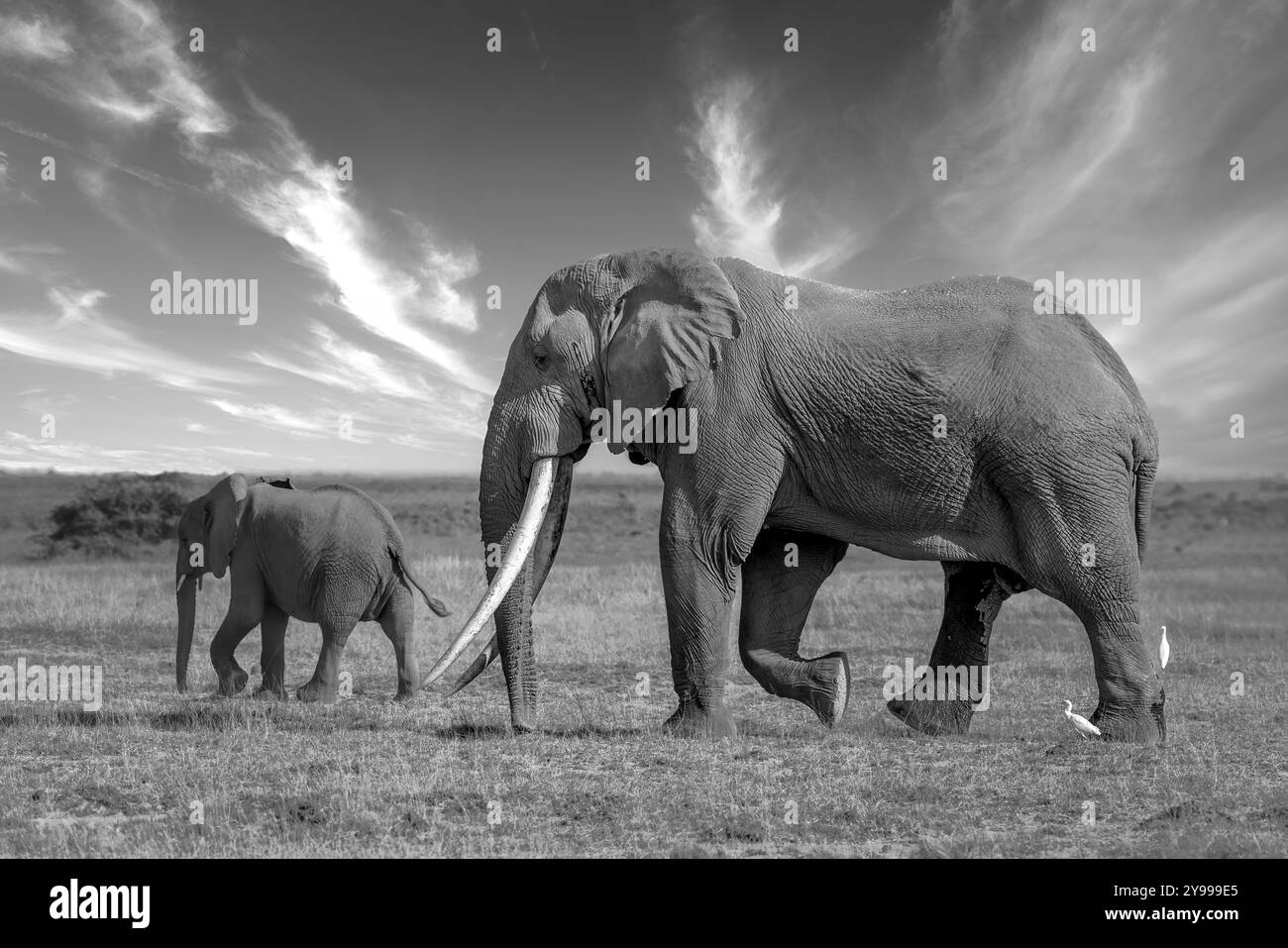 Ci sono due specie di elefanti viventi, l'elefante africano della foresta e l'elefante africano più piccolo della foresta. Questo è un elefante africano. Foto Stock