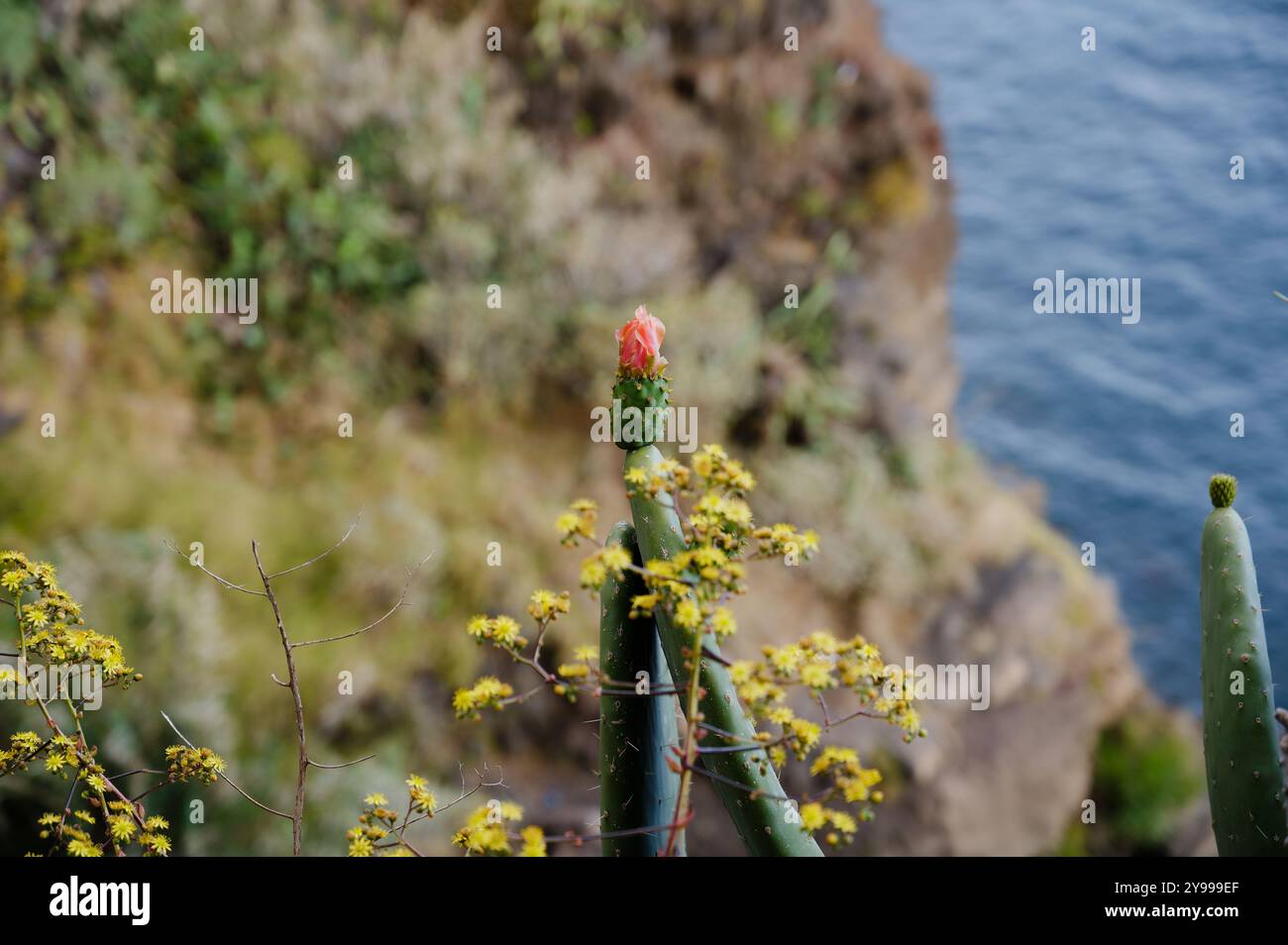 Il fiore di Cactus fiorisce sul bordo di una scogliera a Madeira, affacciato sull'oceano Foto Stock