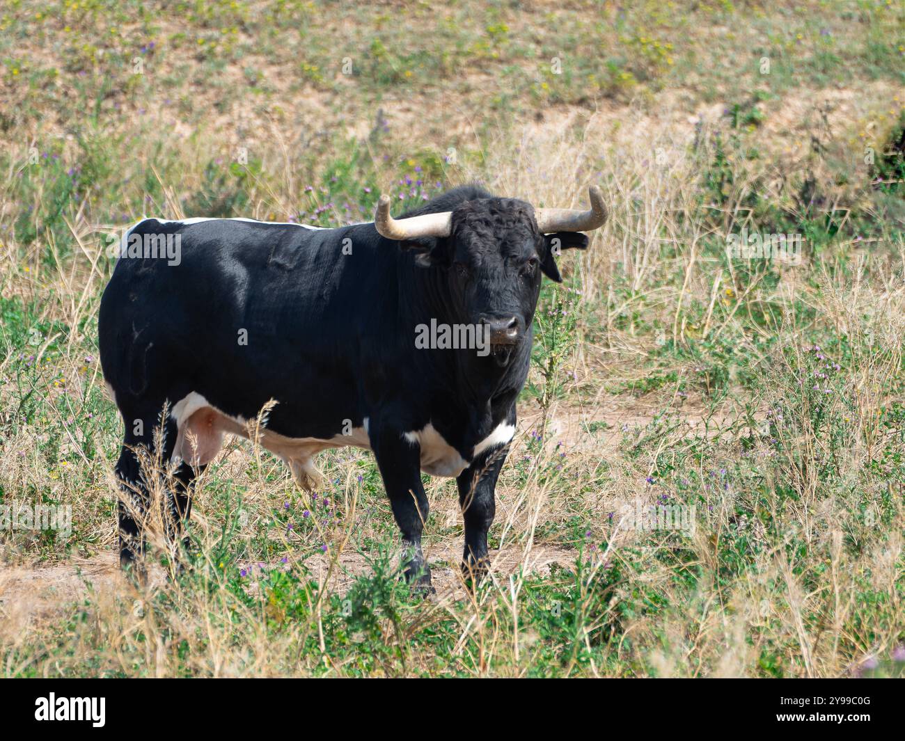 Un toro coraggioso bianco e nero in piedi in un campo che pascolava nel pascolo Foto Stock