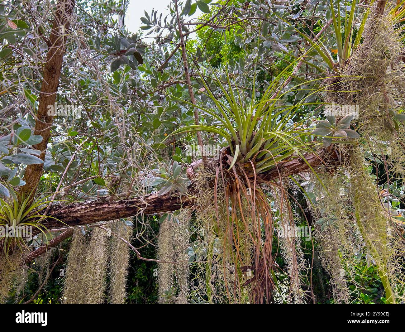 Una pianta d'aria che cresce su un ramo di un albero drappeggiato a Spansh Moss. Foto Stock