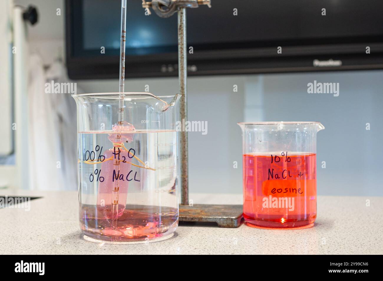 Installazione durante la lezione di biologia che dimostra l'azione dell'osmosi utilizzando acqua rossa in un piccolo sacchetto di plastica in acqua normale in un bicchiere di vetro. Foto Stock