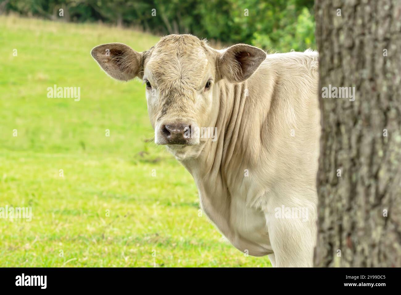 Vitello, un bellissimo e curioso vitello Charolais con crema giovane che sbircia intorno a un tronco di albero e si affaccia sul fronte di un prato verde estivo. Spazio per la copia. Oriz Foto Stock