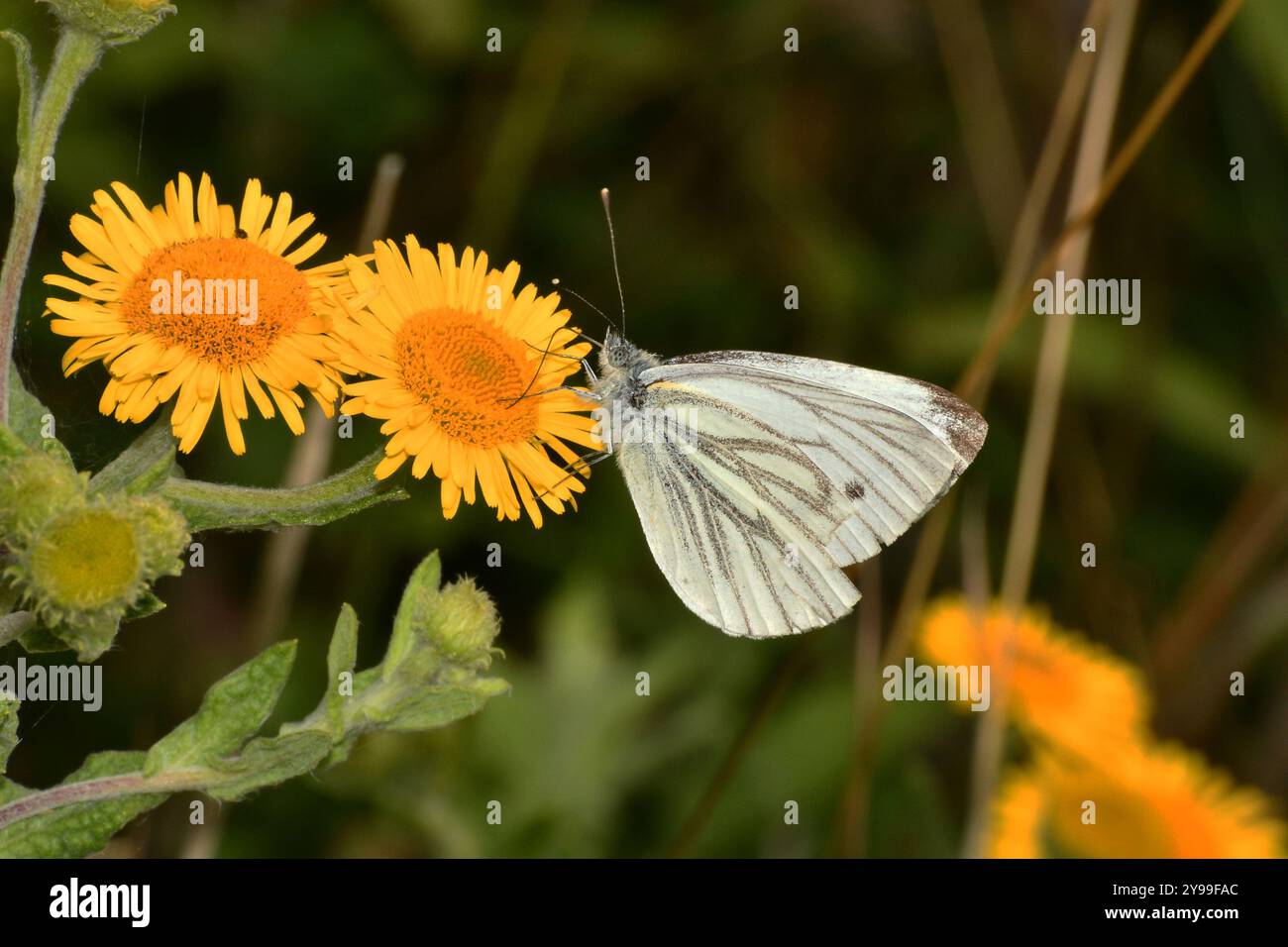 Farfalla bianca "Pieris napi" verde venata che si nutre di un Marigolds di mais giallo brillante "Glebionis segetum" nella riserva naturale Alners Gorse, nel Dorset. Foto Stock