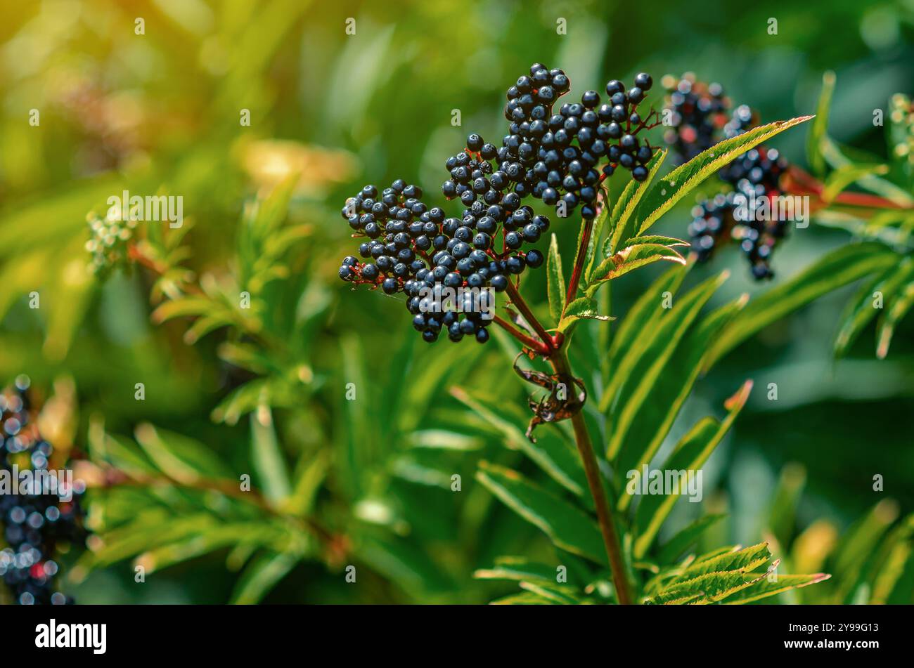 Amalgamare il sambuco nero alla luce del sole. Guarire le piante omeopatiche. Messa a fuoco selettiva. Sfondo sfocato Foto Stock