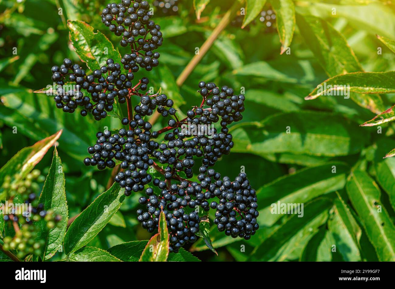 Amalgamare il sambuco nero alla luce del sole. Guarire le piante omeopatiche. Messa a fuoco selettiva. Sfondo sfocato Foto Stock