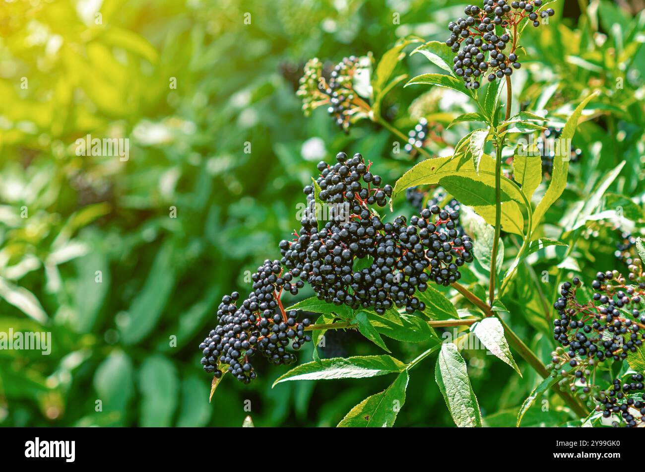 Amalgamare il sambuco nero alla luce del sole. Guarire le piante omeopatiche. Messa a fuoco selettiva. Sfondo sfocato Foto Stock