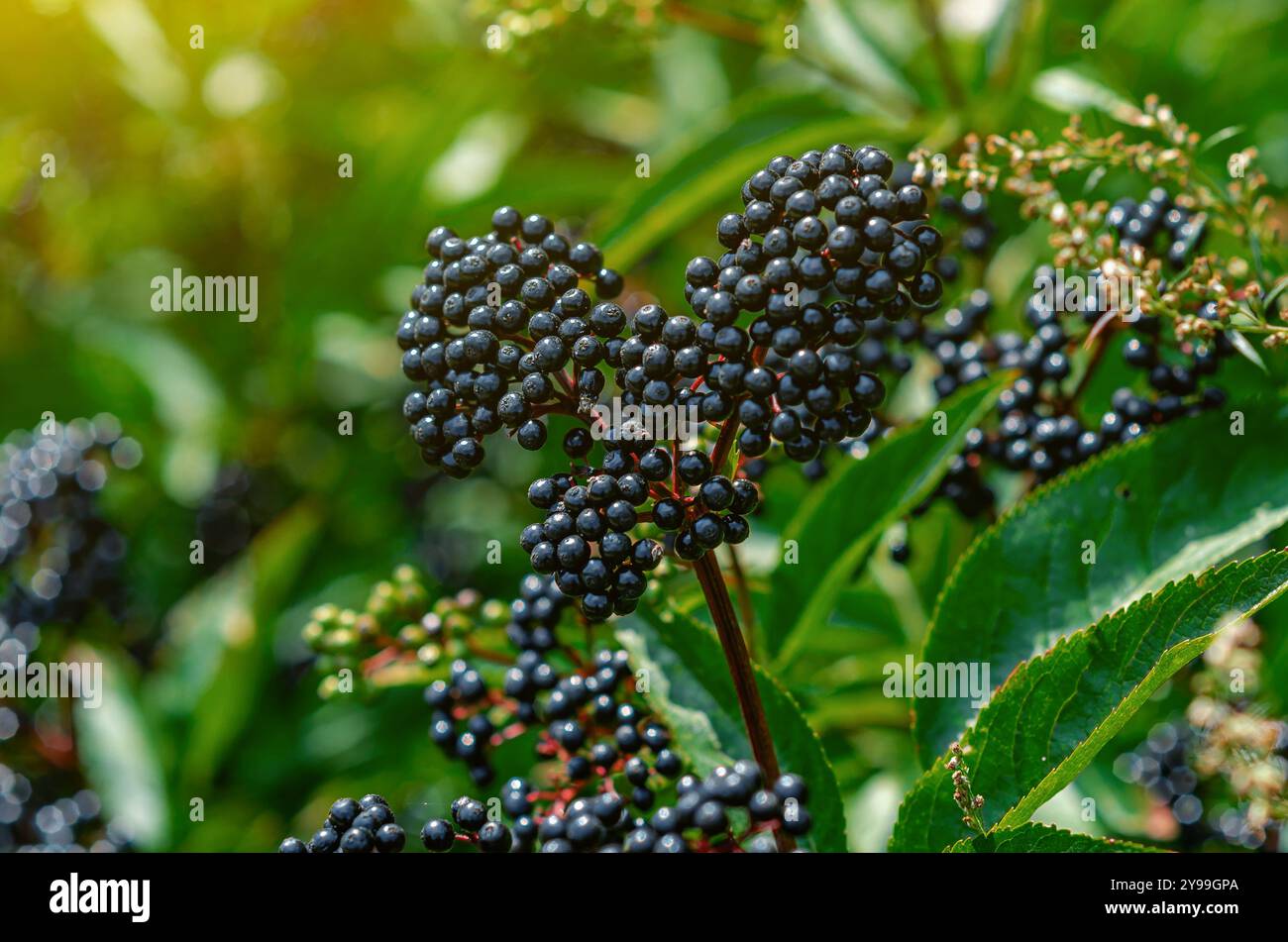 Mazzo di sambuco nero. Guarire le piante omeopatiche. Messa a fuoco morbida selettiva. Carta da parati floreale Foto Stock
