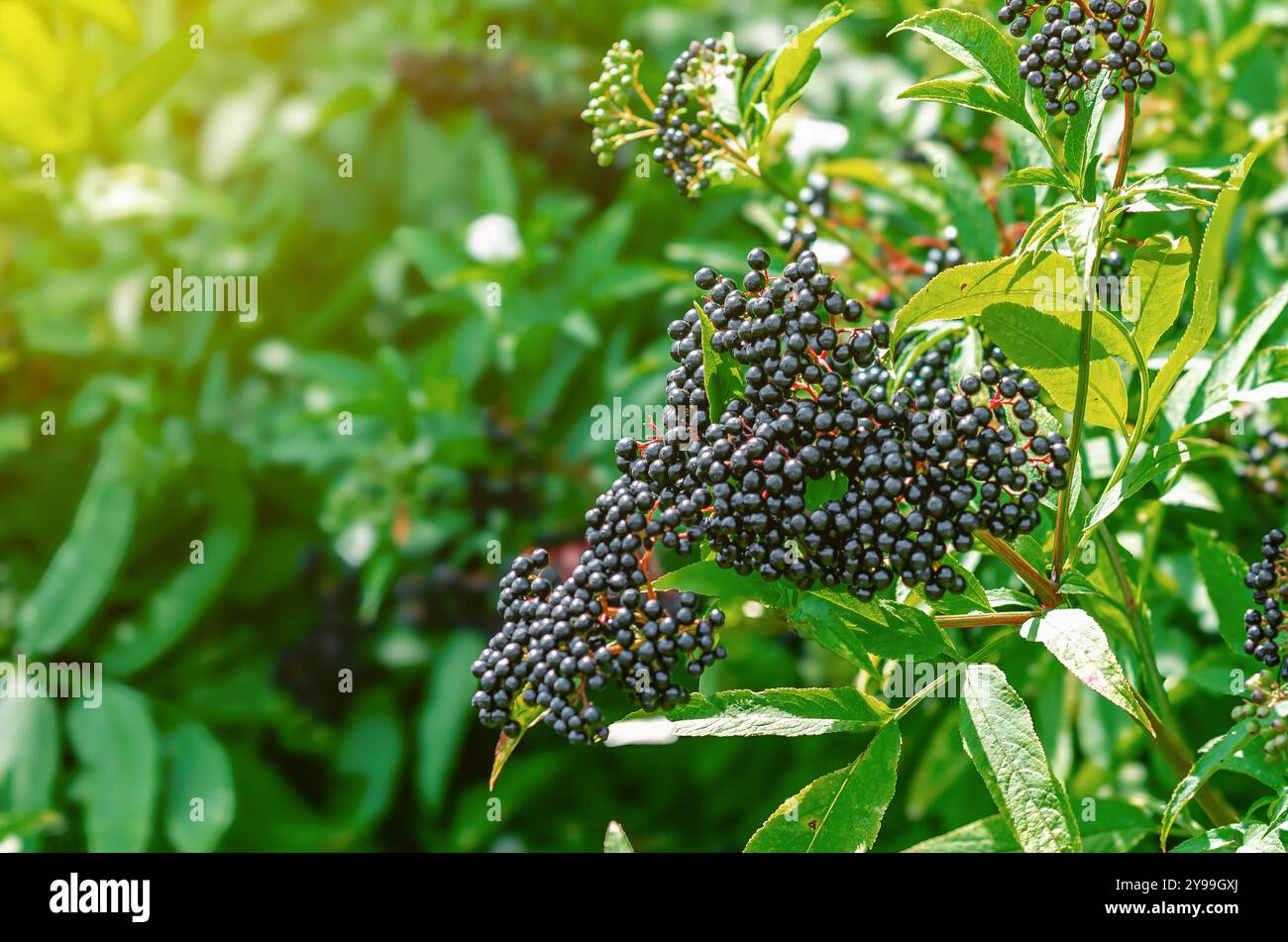 Mazzo di sambuco nero. Guarire le piante omeopatiche. Messa a fuoco morbida selettiva. Carta da parati floreale Foto Stock