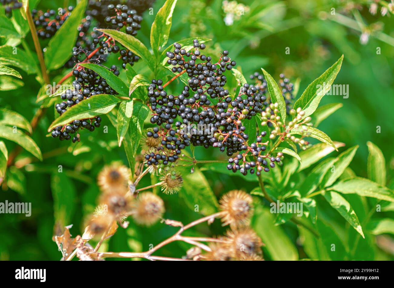 Mazzo di sambuco nero. Guarire le piante omeopatiche. Messa a fuoco morbida selettiva. Carta da parati floreale Foto Stock