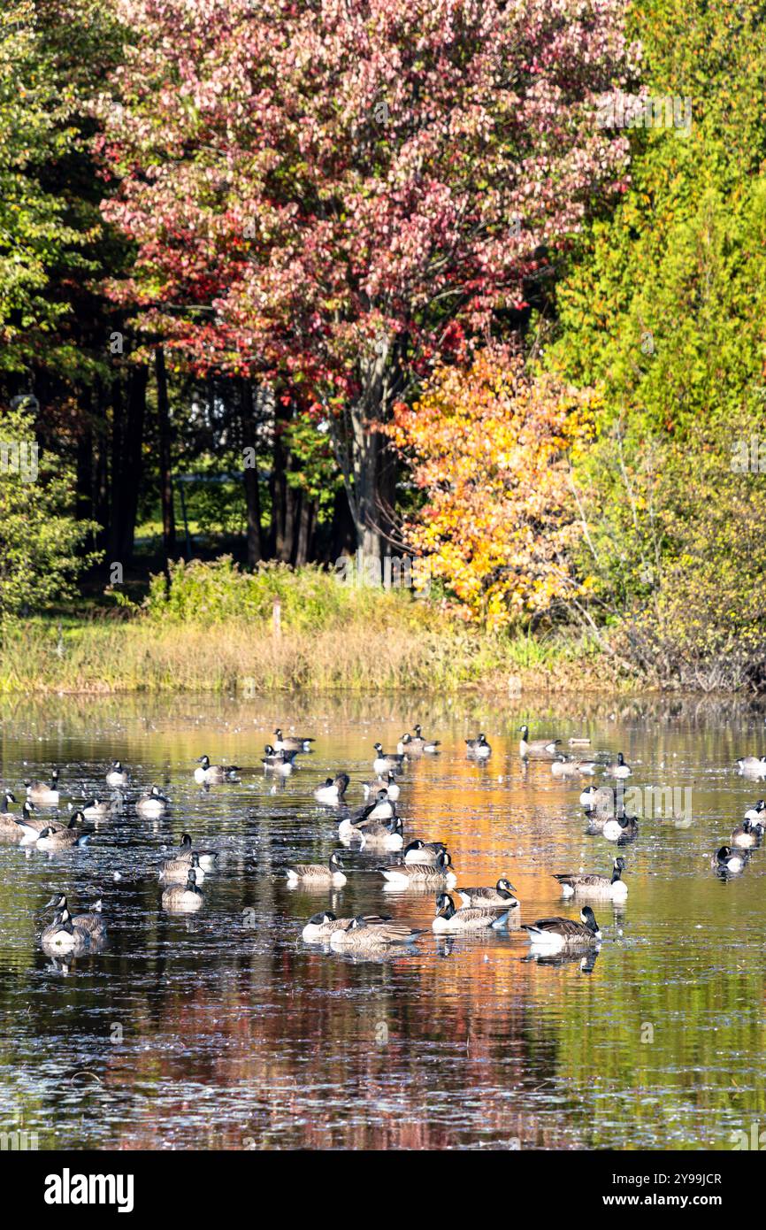 Vista ravvicinata di un gruppo di oche del Canada su uno stagno. Paesaggio autunnale con alberi colorati che si riflettono sull'acqua. STE-Marcelline-de-Kildare, Lanaudiere, Queb Foto Stock