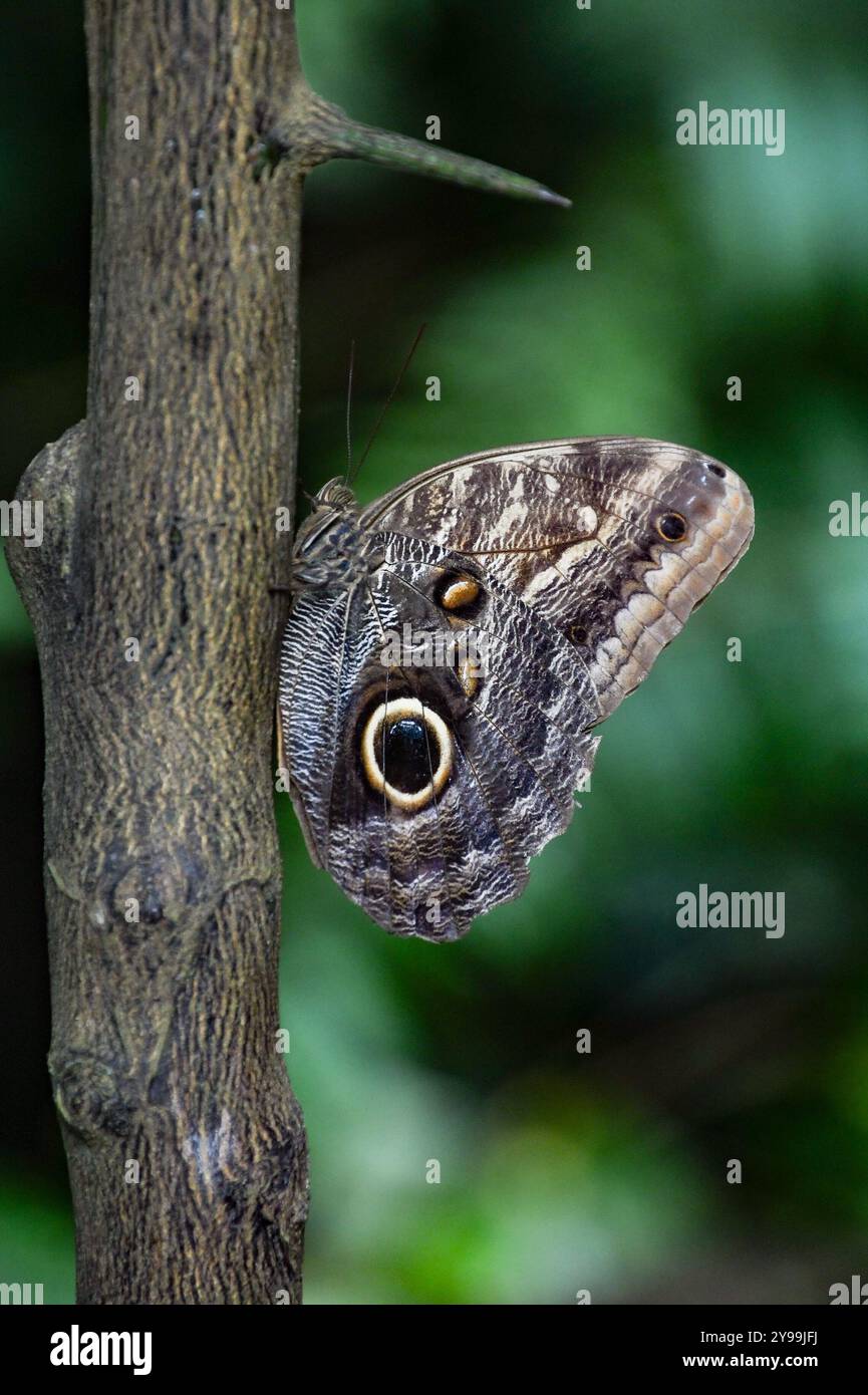 Farfalla tropicale in natura, messa a fuoco selettiva, con spazio per il testo Foto Stock
