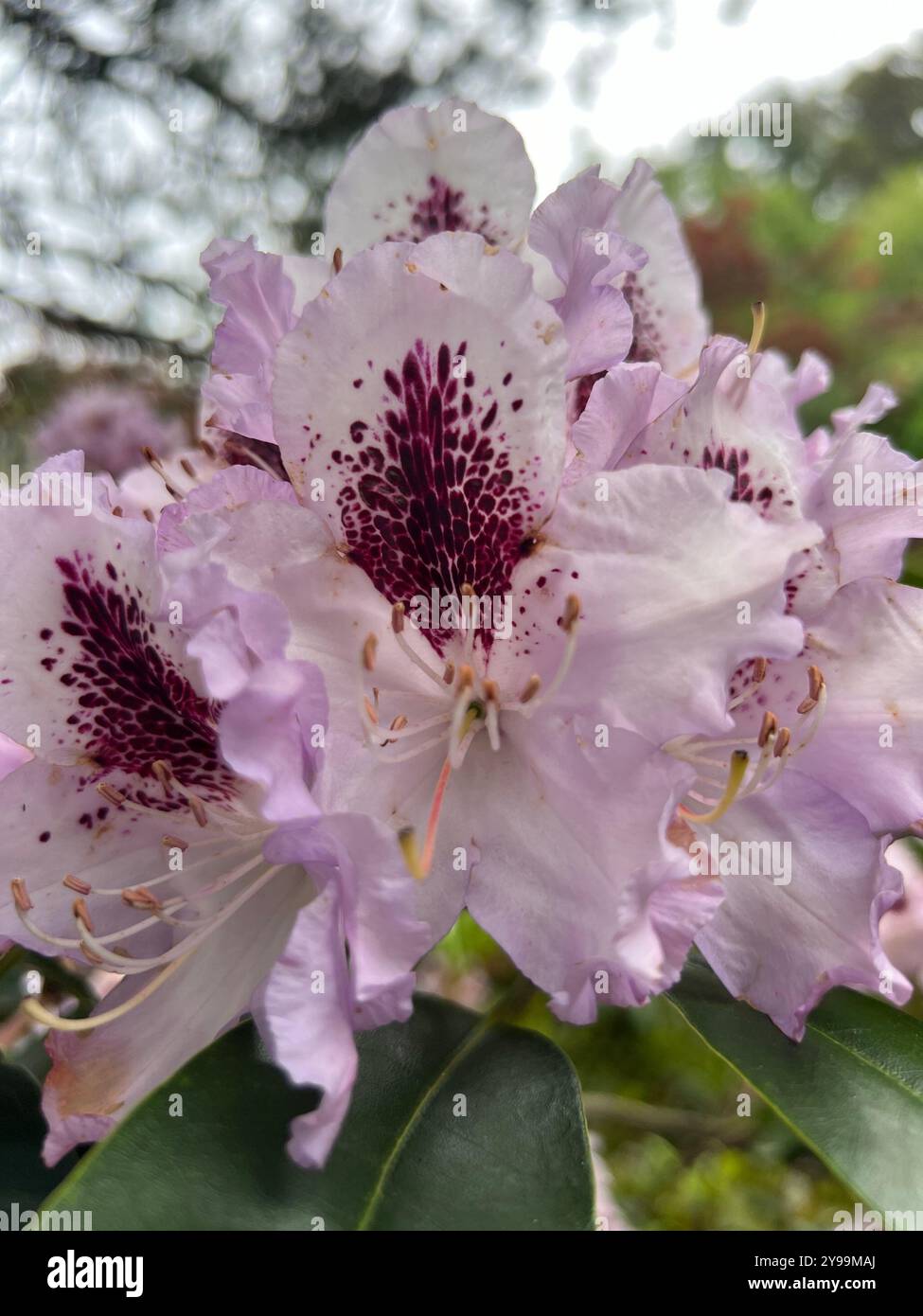Un delicato primo piano di morbidi fiori di rododendro di lavanda, che mostrano splendidamente i loro intricati centri scuri macchiati. - Immagine stock catturata con smartphone