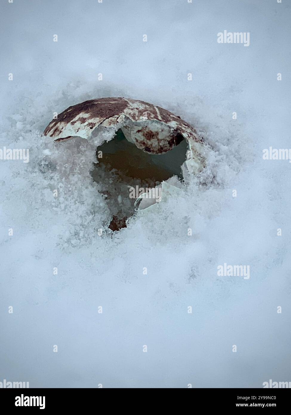 Un uovo di pinguino Gentoo rotto (Pygoscelis papua) si trova nella neve sull'isola di Petermann, in Antartide, evidenziando le dure condizioni della regione polare Foto Stock