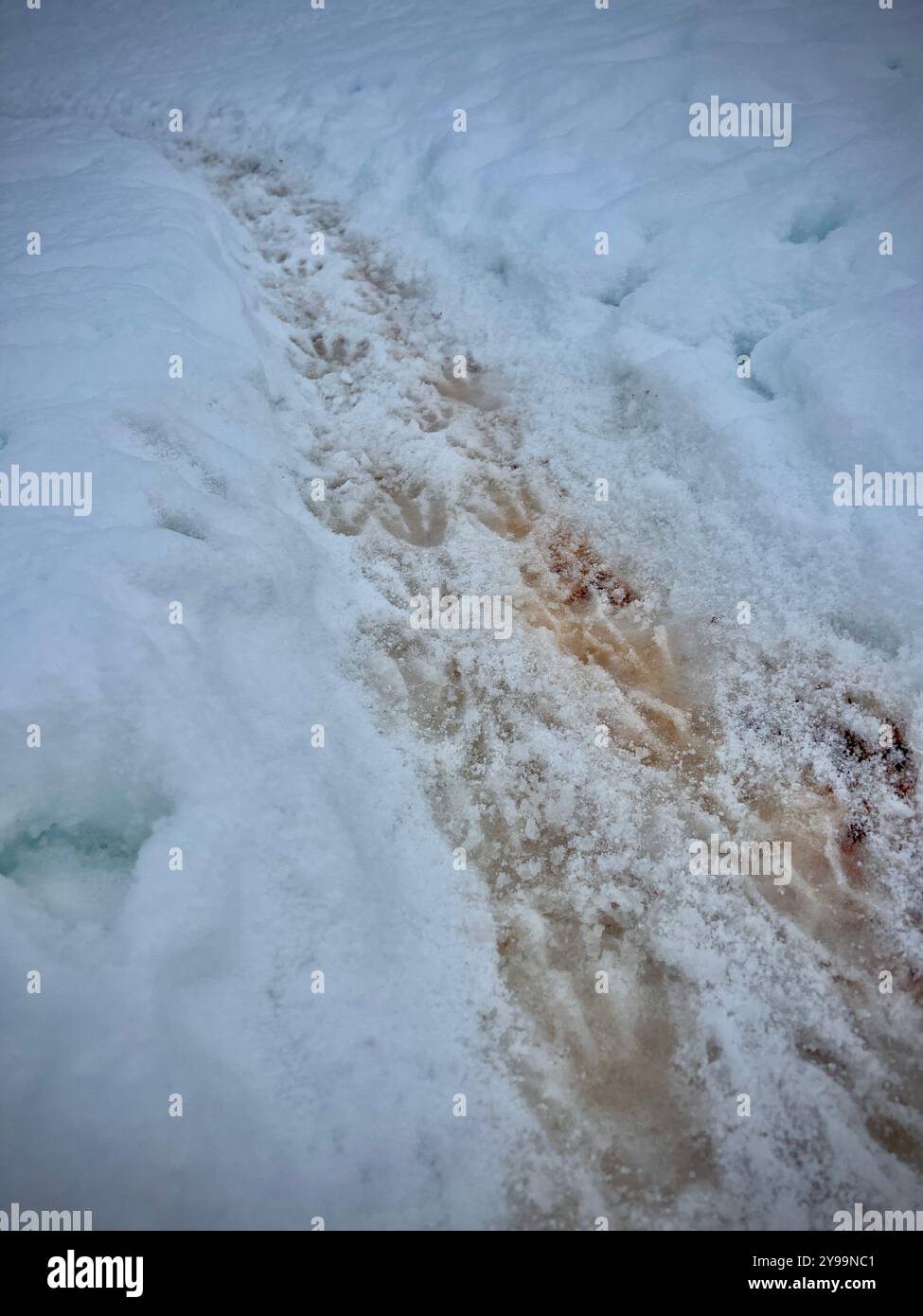 Un sentiero scolpito nella neve sull'isola di Petermann, in Antartide, un'autostrada dei pinguini, mostra la lotta per la sopravvivenza nel duro ambiente polare Foto Stock