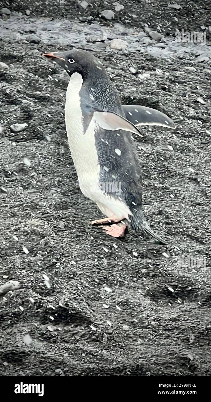 Un primo piano di un pinguino di Adélie (Pygoscelis adeliae) che cammina sulla costa rocciosa della penisola della Trinità, Antartide, durante una nevicata leggera - Immagine stock catturata con smartphone